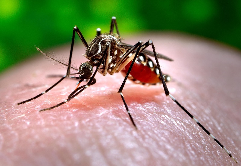 Read more about the article Eerste malariavaccin goedgekeurd door WHO