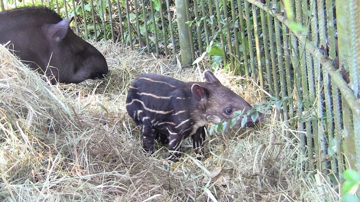 Read more about the article Paramaribo Zoo ondergaat metamorfose