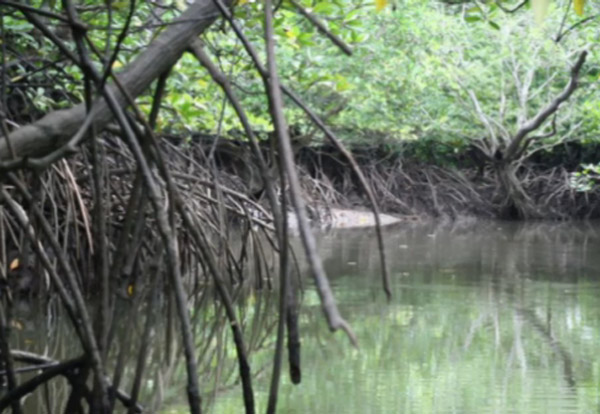 Read more about the article Noodzaak mangroven als kustbescherming apert