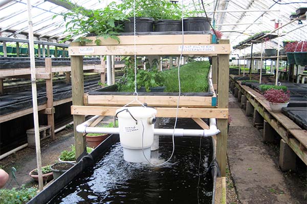 Read more about the article Aquaponicssysteem geraamd op SRD 27.000