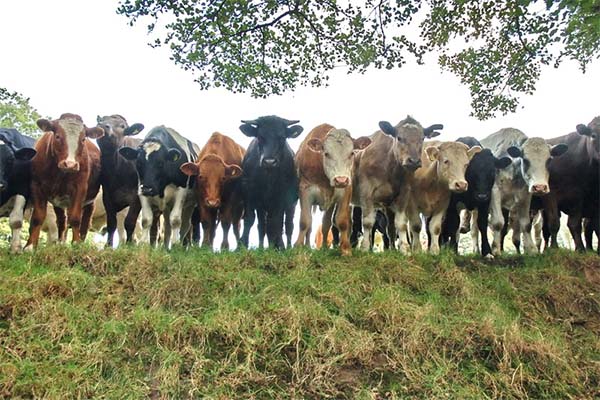 Read more about the article Veesector heeft behoefte aan veemarkt