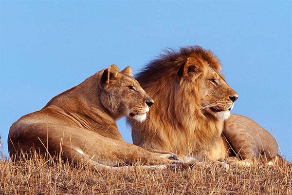 Read more about the article Voor eind 2015 drie leeuwen in de dierentuin