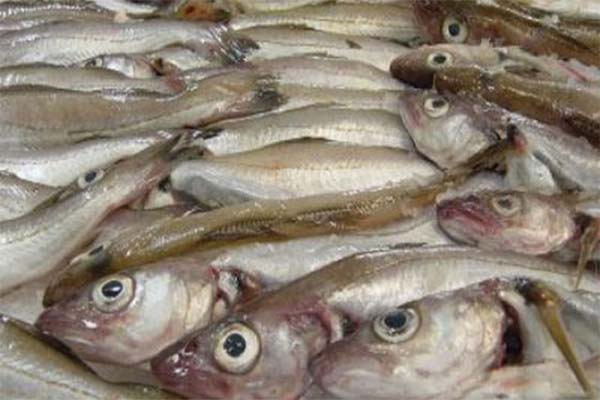 Read more about the article Regering verdient jaarlijks 1 miljoen USD aan visvergunningen