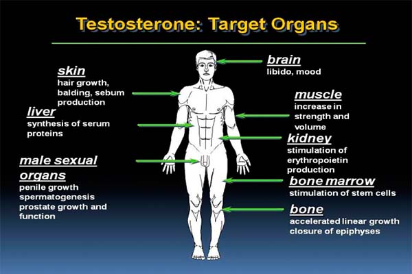 Read more about the article SVZ houdt lezing over testosteron tekort bij mannen