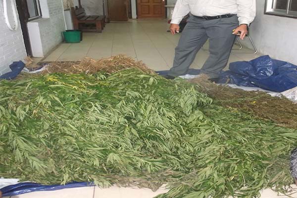 Read more about the article Politie stuit op marihuana aanplant in Nickerie.