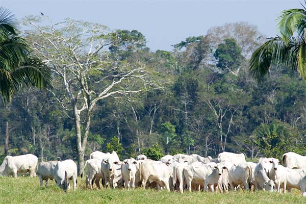 braziliaanse koeien