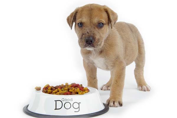 Read more about the article Honden die plantaardig eten moeten minder naar dierenarts