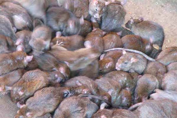 Read more about the article Nickerie weer geteisterd door rattenplaag