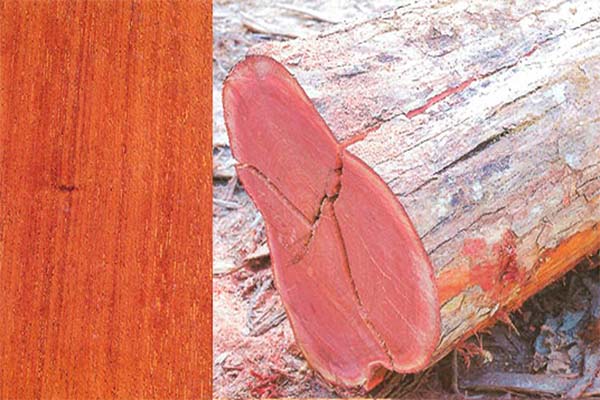 Read more about the article ‘Lokale houtverwerking kan niet plotseling verdrievoudigd worden’