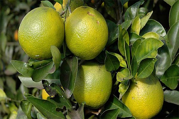 Read more about the article Hoge fruitprijs Frans-Guyana maakt lemmetje tot ‘groen goud’