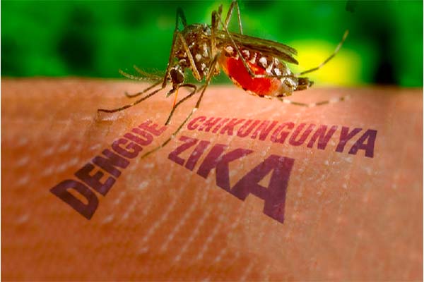 Read more about the article Doorbraak in strijd tegen Zika-virus