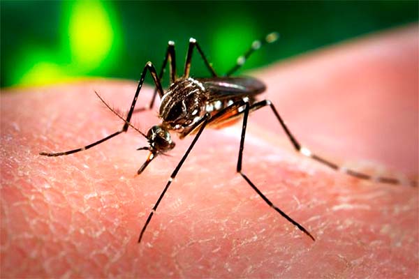 Read more about the article Geen dengue-epidemie