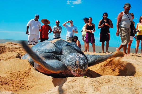 Read more about the article Ruim 50% schildpadden en krokodillen worden met uitsterven bedreigd