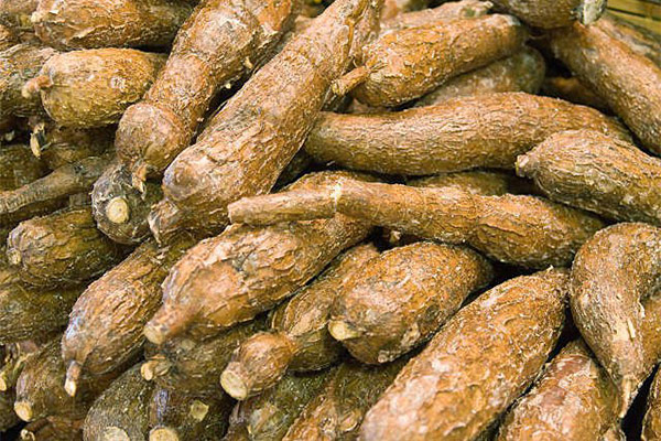 Read more about the article LVV wil tarwemeel deels vervangen door cassave