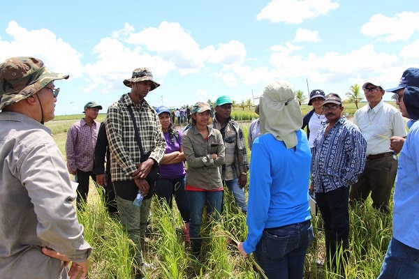 Read more about the article LVV wil rijstproductie binnenland verhogen naar 3 ton per ha