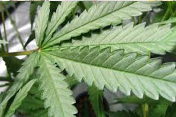 Read more about the article Gebrek aan controle voor marihuana legalisatie