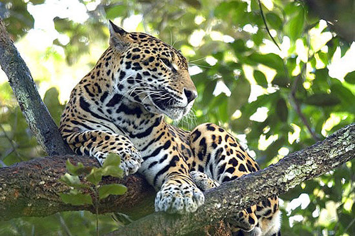Read more about the article National Geographic slaat alarm over jacht op jaguars
