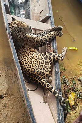 Read more about the article Commissie RGB zet zich in voor kwestie jaguars