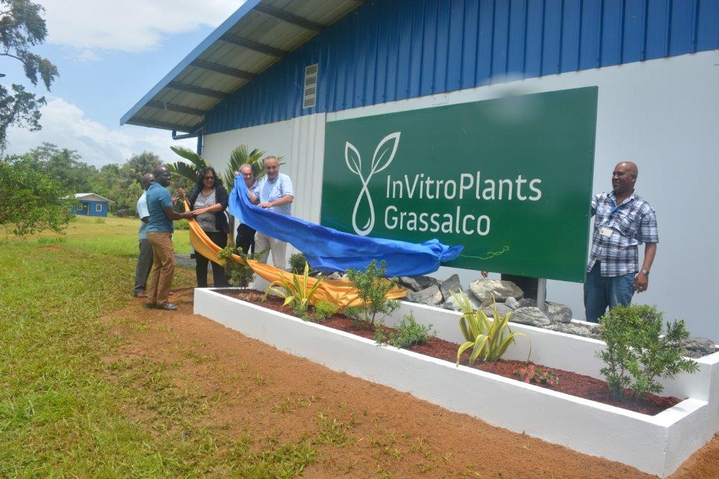 Read more about the article Grassalco neemt plantvermeerderingslab in gebruik