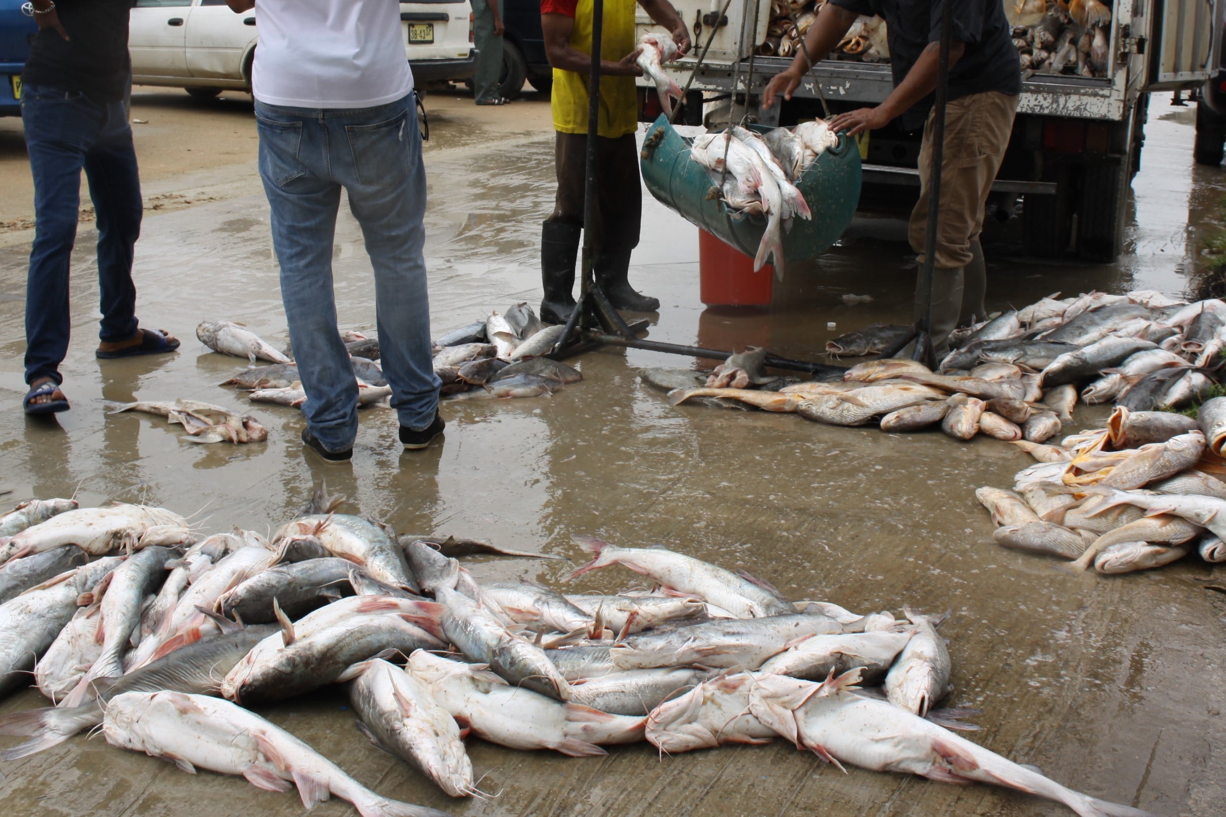 Read more about the article Weersomstandigheden kunnen visprijzen beïnvloeden