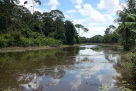 parakreek parakreek