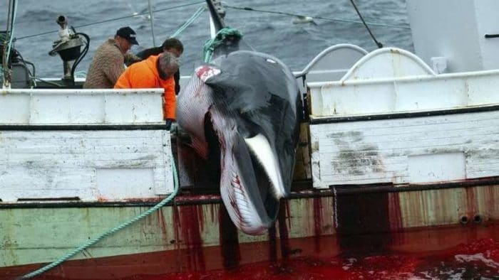 Read more about the article Suriname verkiest geld boven walvisreservaat