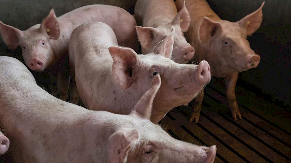 Read more about the article Afrikaanse varkenspest kan Suriname ook bereiken