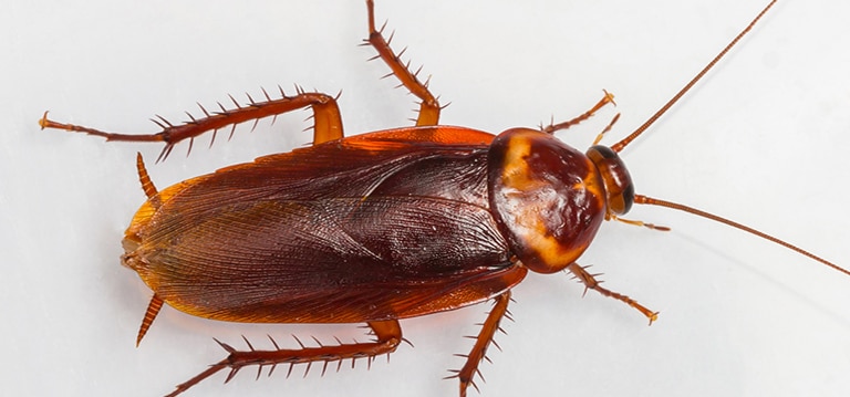 Read more about the article Kakkerlakken worden immuun voor insecticiden