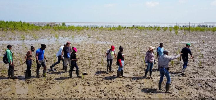 Read more about the article Paramaribo in gevaar door verwijderen mangroven