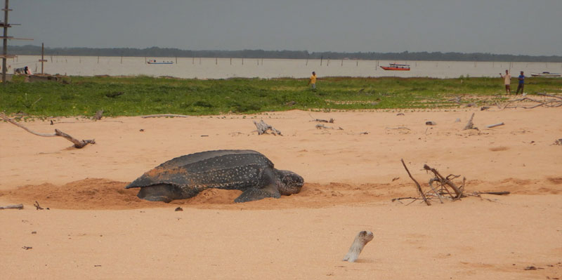 Read more about the article Nesten zeeschildpadden nog steeds bedreigd