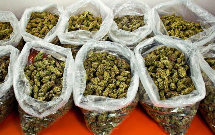 Read more about the article RBT onderschept 31 kg Marihuana in Nickerie