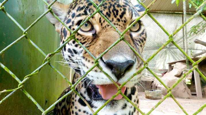 Read more about the article Paramaribo Zoo luidt noodklok