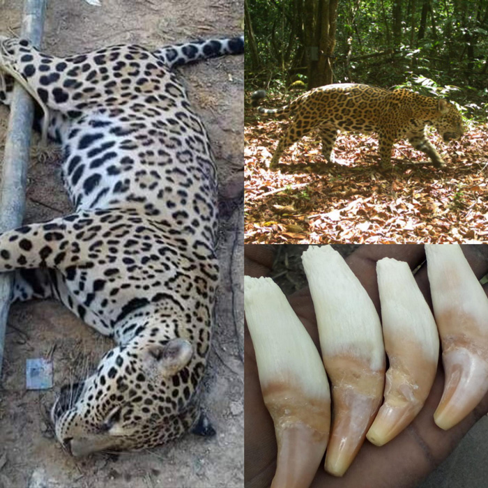 Read more about the article Opportunisten doden jaguars en verhandelen aan Chinezen