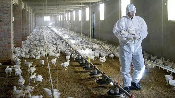 Read more about the article China rapporteert eerste geval vogelgriep, bekend als H10N3-virus