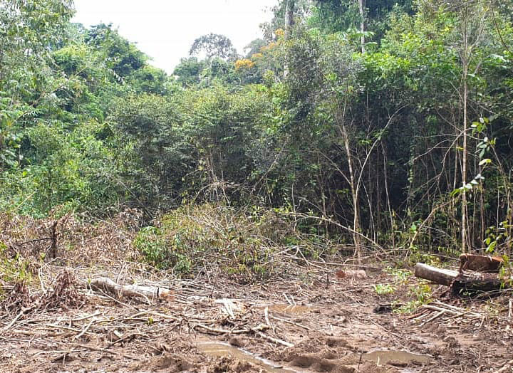 Read more about the article ‘President moet paal en perk stellen aan illegale houtkap’