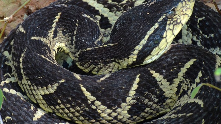 Read more about the article Onderzoekers: ‘Stof uit slangengif kan vermogen covid-virus remmen’