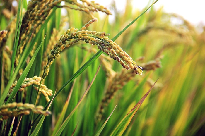 Read more about the article Ondanks liberalisatie rijstsector blijft SPBA aandringen op interventie LVV