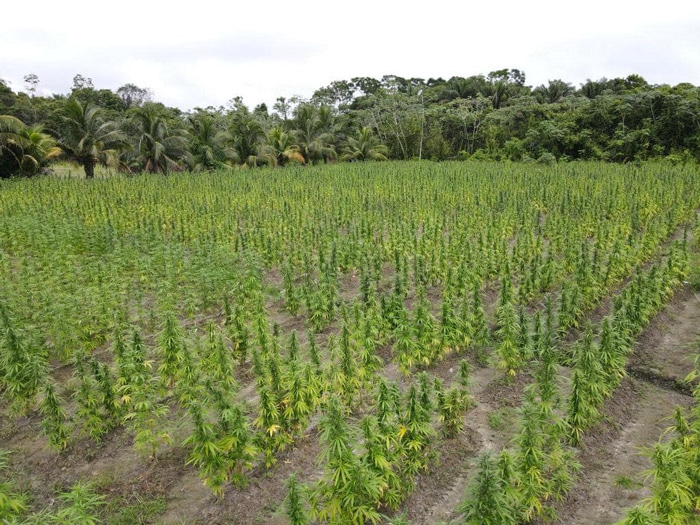 Read more about the article Illegale marihuana van ruim 2 miljard Guyanese dollar vernietigt