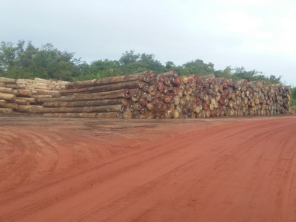 Read more about the article ‘Geen ontbossing door houtkap, bosbedekking nog steeds 93%’