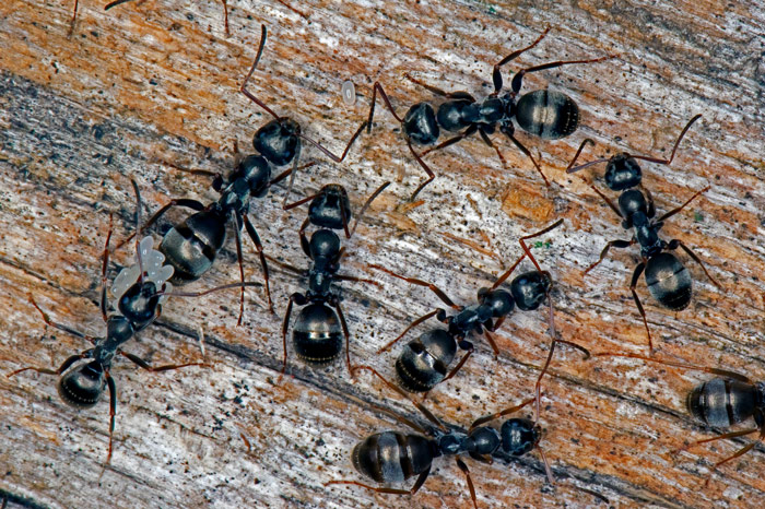 Read more about the article Wetenschappers: Mieren kunnen kankercellen opsporen