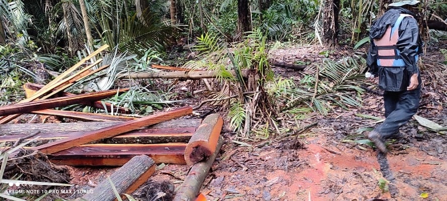 Read more about the article Openbaar Minister niet tegen legale houtkap, maar wél tegen illegale houtkap