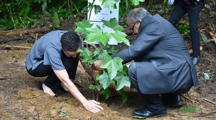 Read more about the article Bomen geplant door Caricom staatshoofden weggedragen