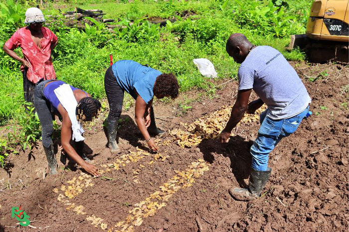 Read more about the article DAOB ondersteunt landbouwer te Perika