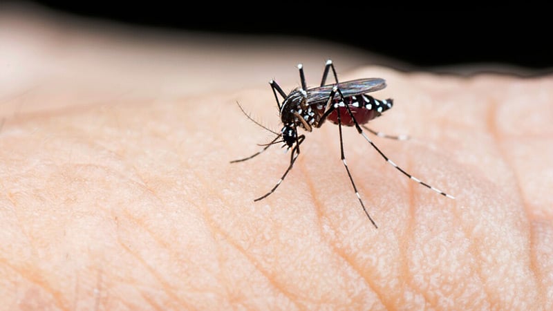 Read more about the article Ook Frans-Guyana meldt stijging aantal denguegevallen
