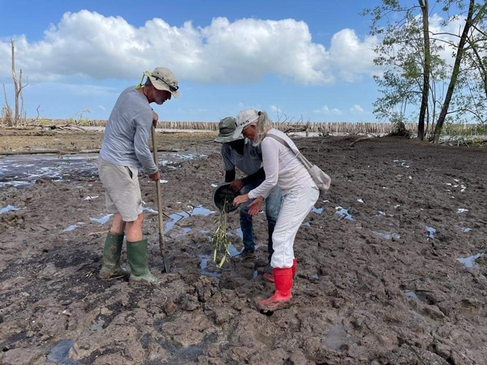 Read more about the article Nederlandse ambassade helpt nieuwe mangrovebomen planten
