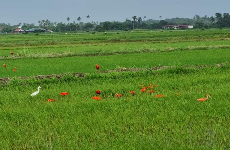 Read more about the article Rode ibissen gesignaleerd in buurt van woonwijken en rijstvelden
