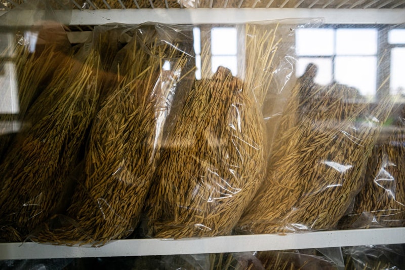 Read more about the article Marrons verbouwen nog steeds rijst uit eeuwenoud zaad