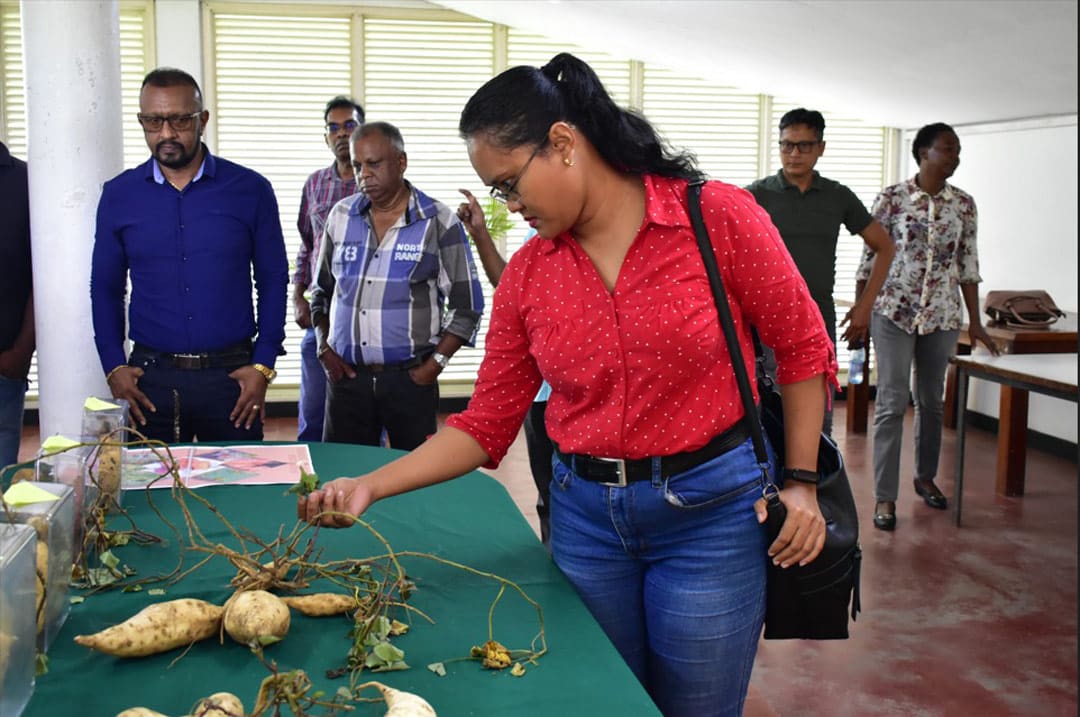 Potentie zoete patat centraal op ‘World Potato Day’