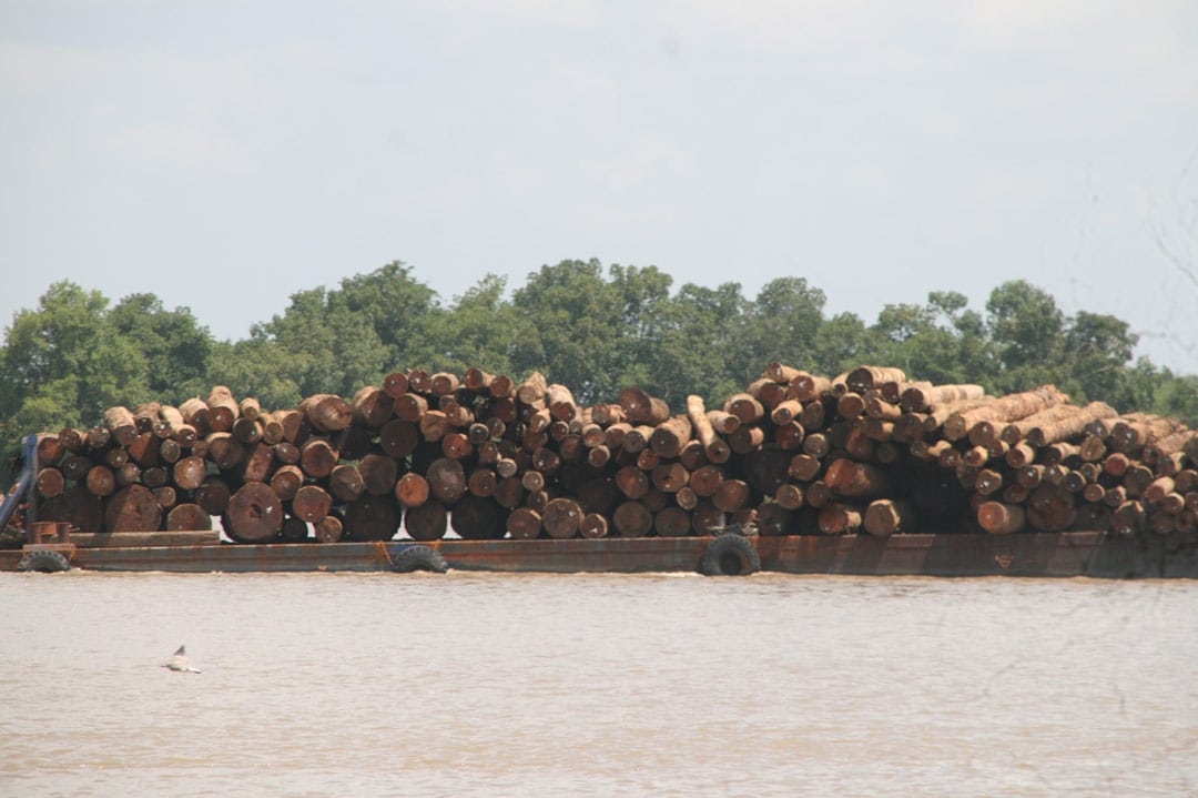 Kaalkapperij-suriname-oerwoud-houtkap-stroperij