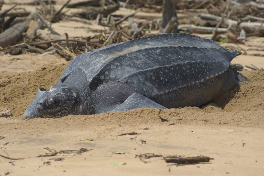 Read more about the article Broedplaats zeeschildpadden in Suriname aan het verdwijnen